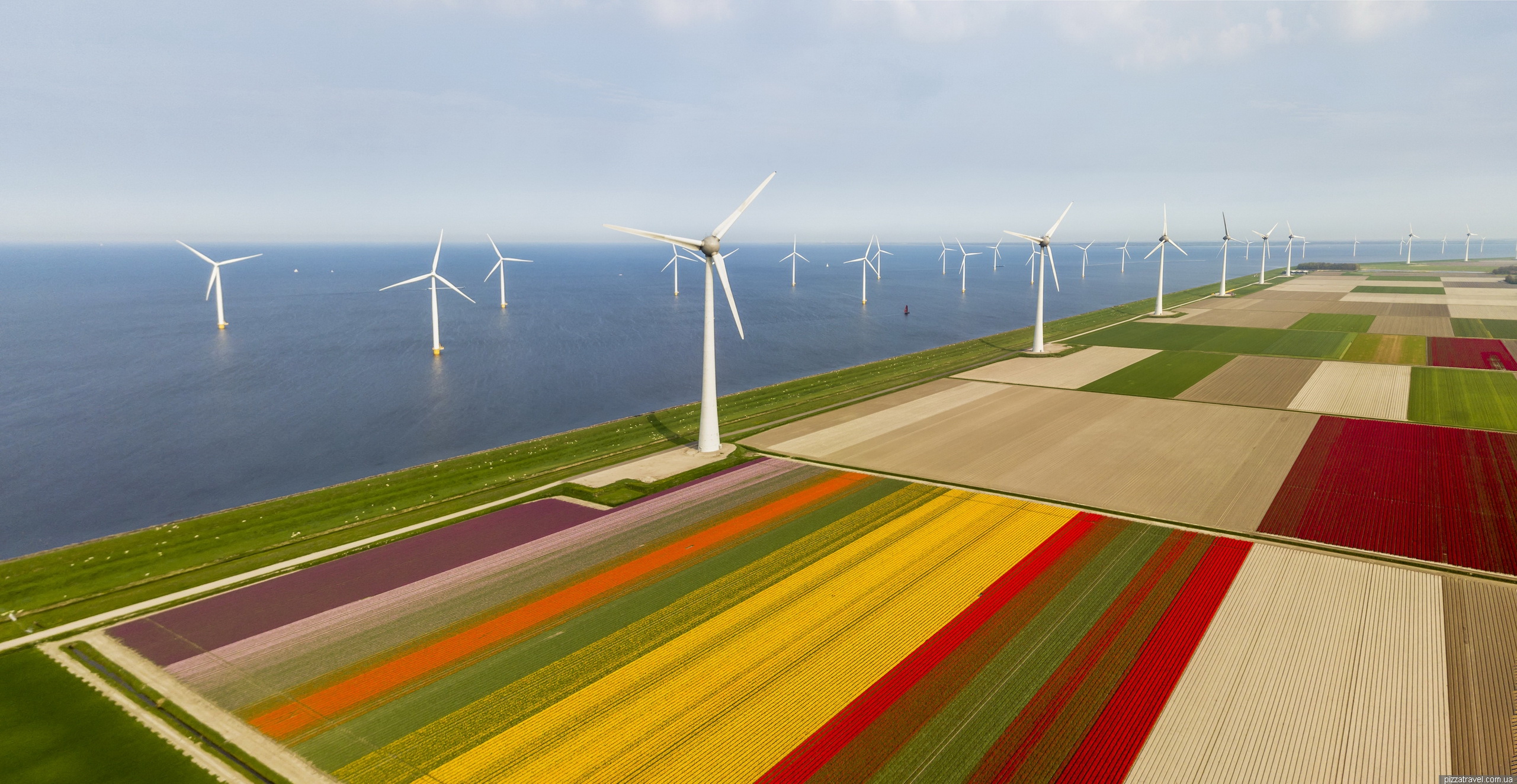 Вітрогенератори на полях тюльпанів у Нідерландах